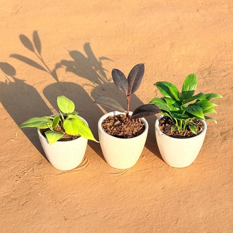 Set of 3 - Golden Money Plant, Rubber Black & Peace Lily in 4 Inch Live Plant Classy White Cup Ceramic Pot