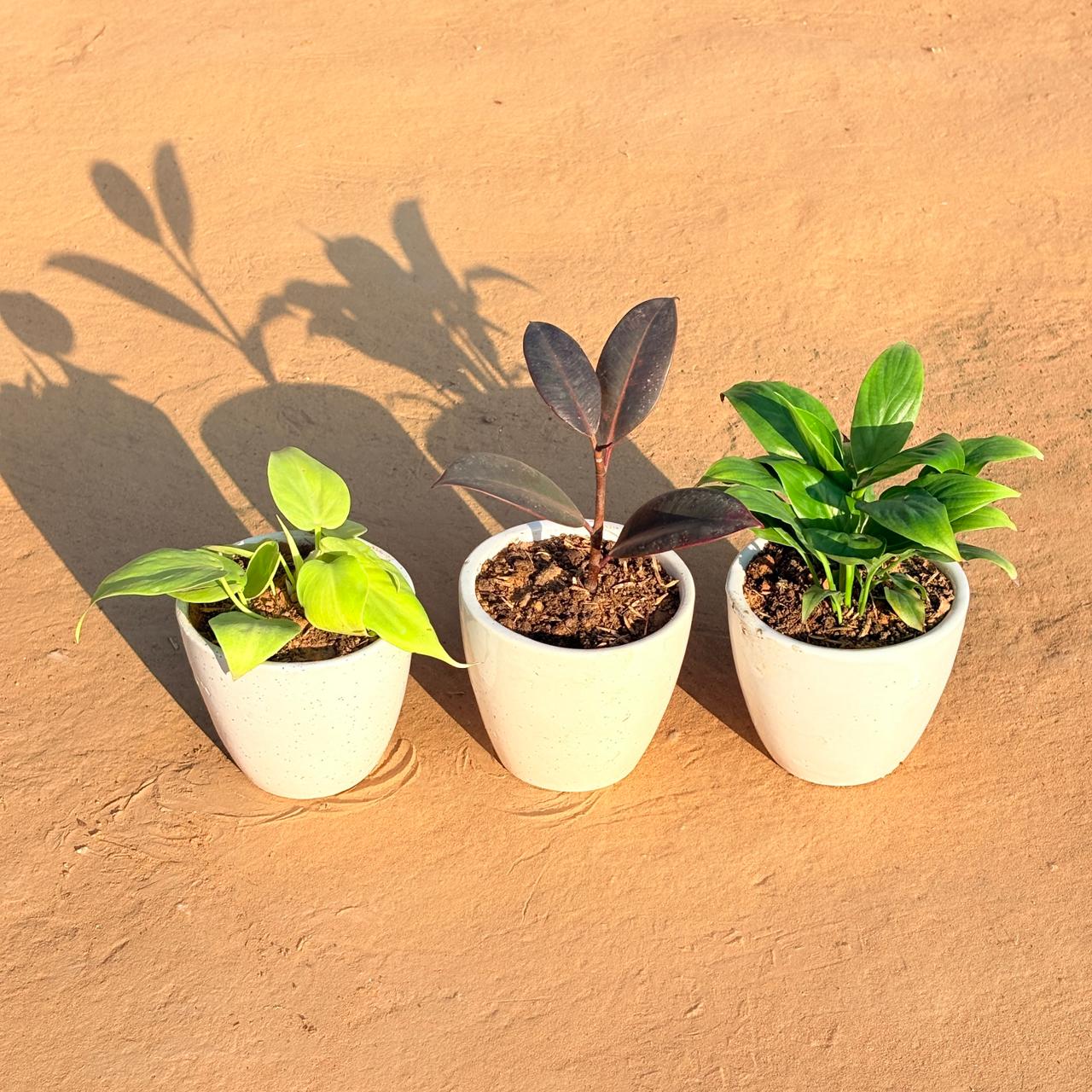 Set of 3 - Golden Money Plant, Rubber Black & Peace Lily in 4 Inch Classy White Cup Ceramic Pot