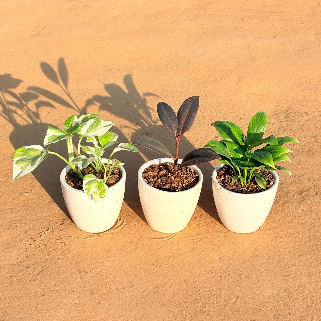 Set of 3 - Money Plant N'Joy, Rubber Black & Peace Lily in 4 Inch Classy White Cup Ceramic Pot