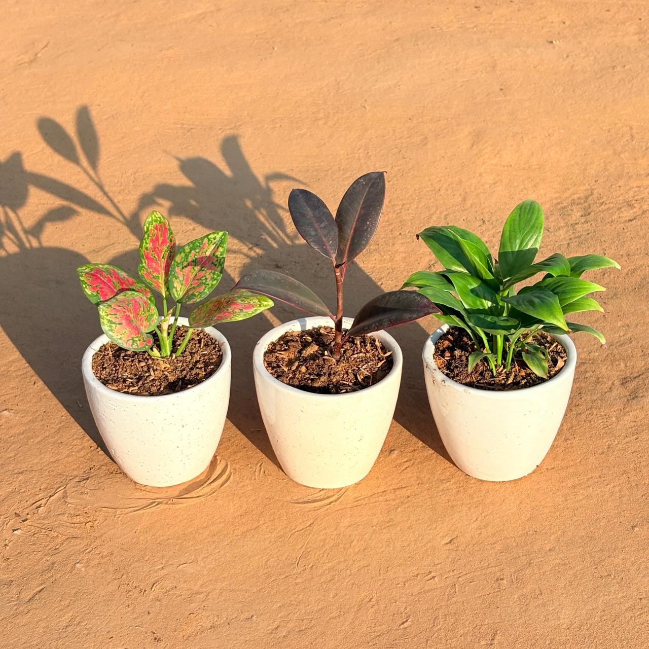 Set of 3 - Aglaonema Pink Dalmatian, Rubber Black & Peace Lily in 4 Inch Classy White Cup Ceramic Pot