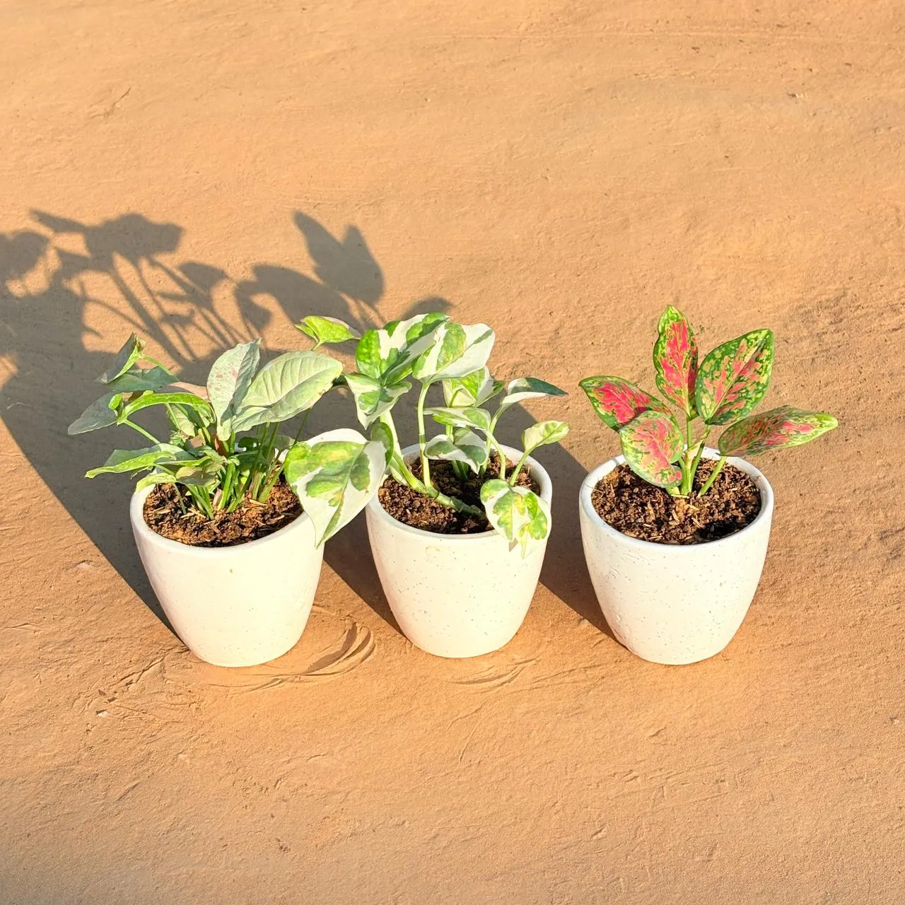 Set of 3 - Syngonium Candyfloss, Money Plant N'Joy & Aglaonema Pink Dalmatian in 4 Inch Classy White Cup Ceramic Pot