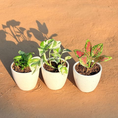 Set of 3 - Syngonium Green Arrowhead, Money Plant N'Joy & Aglaonema Pink Dalmatian in 4 Inch Live Plant Classy White Cup Ceramic Pot