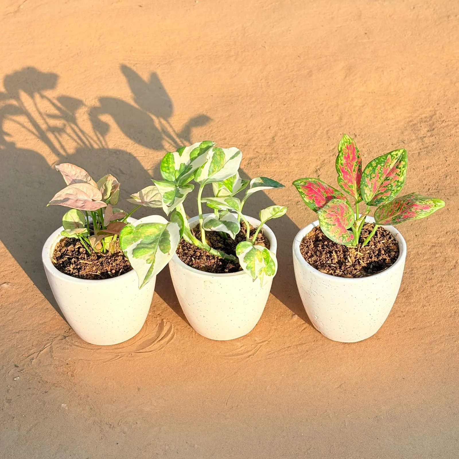 Set of 3 - Syngonium Pink, Money Plant N'Joy & Aglaonema Pink Dalmatian in 4 Inch Classy White Cup Ceramic Pot