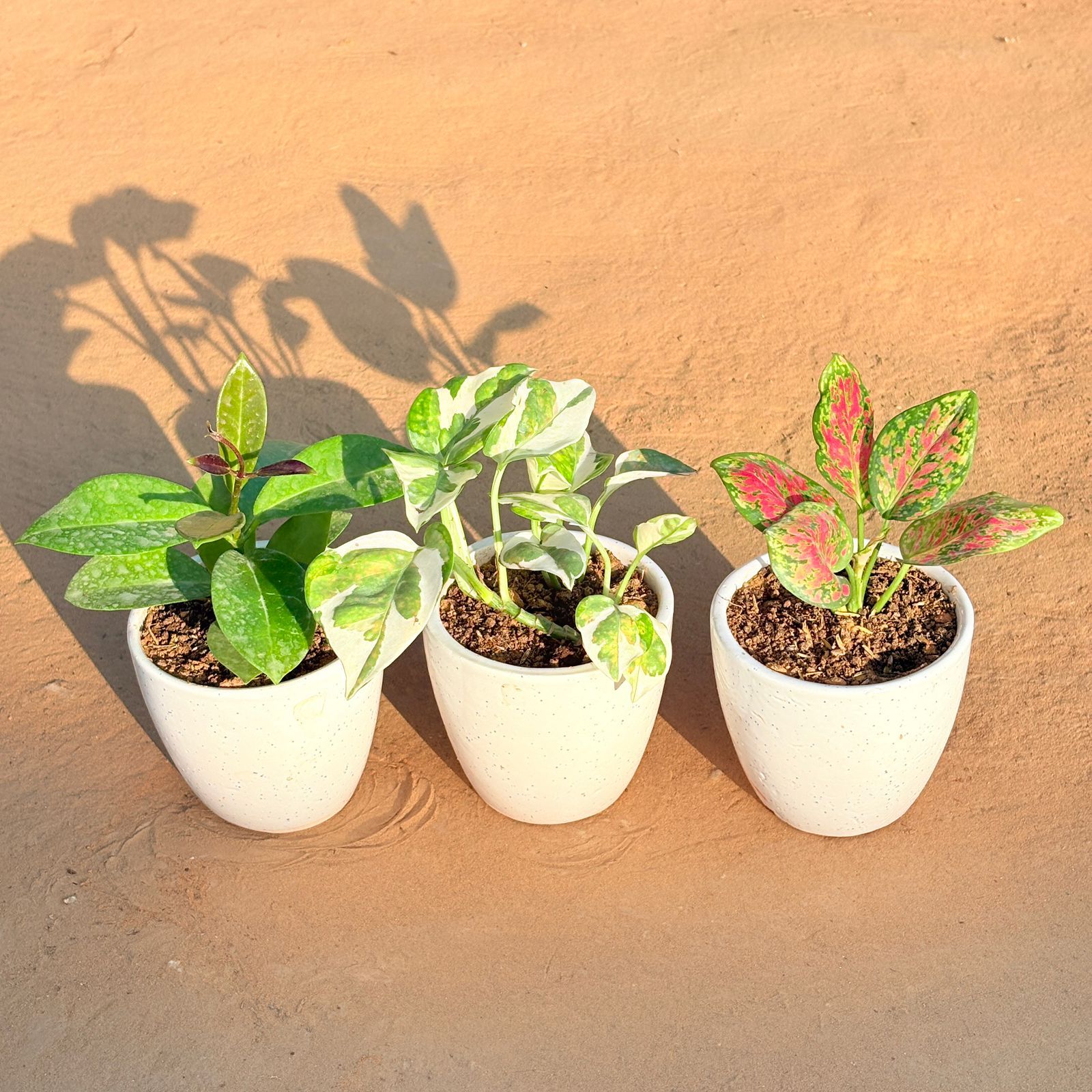 Set of 3 - Hoya Carnosa, Money Plant N'Joy & Aglaonema Pink Dalmatian in 4 Inch Classy White Cup Ceramic Pot