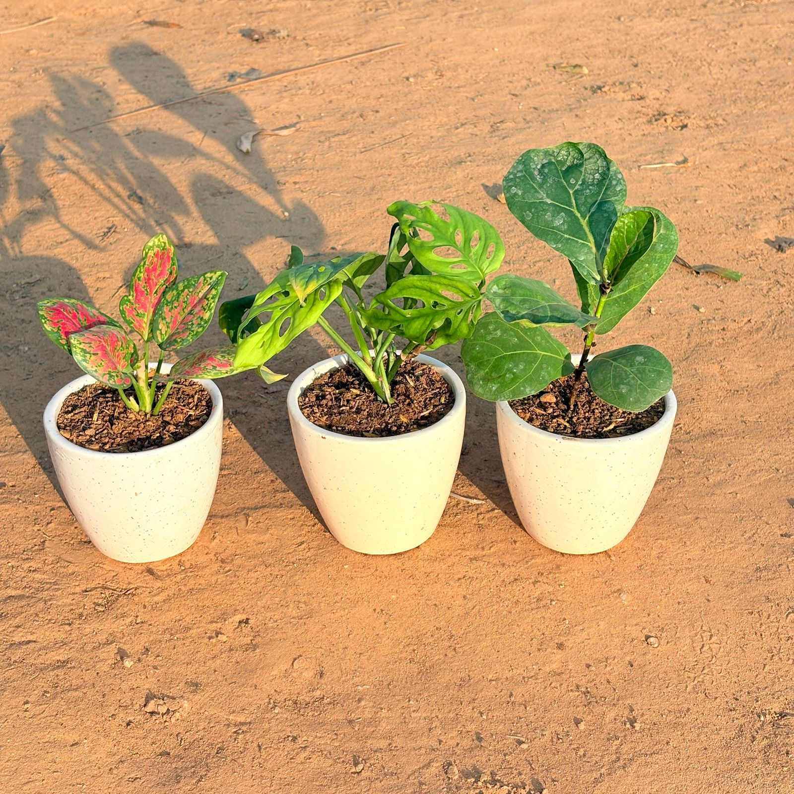 Set of 3 - Aglaonema Pink Dalmatian, Monstera Broken Heart & Fiddle Leaf Fig in 4 Inch Classy White Cup Ceramic Pot