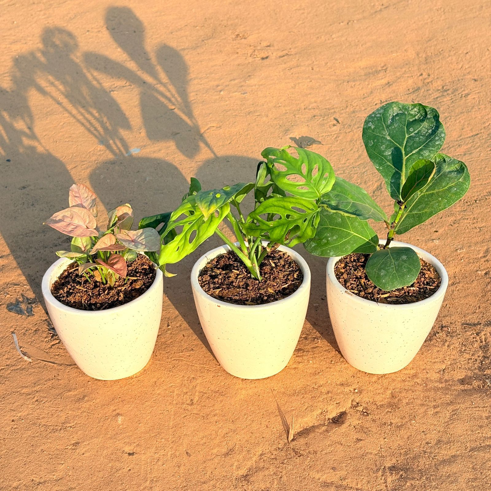 Set of 3 - Syngonium Pink, Monstera Broken Heart & Fiddle Leaf Fig in 4 Inch Classy White Cup Ceramic Pot
