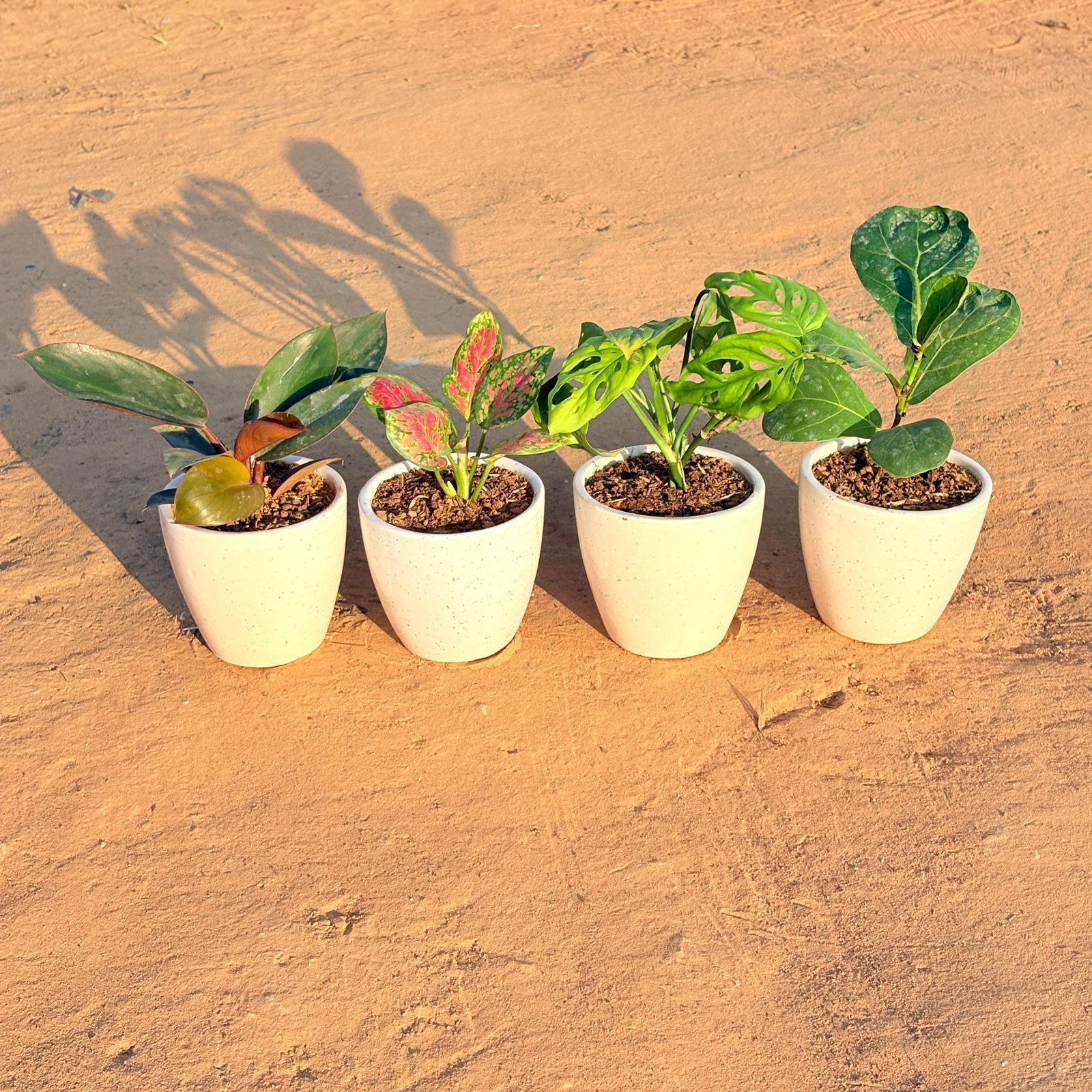 Set of 4 - Philodendron Red, Monstera Broken Heart, Fiddle Leaf Fig & Aglaonema Pink Dalmatian in 4 Inch Classy White Cup Ceramic Pot