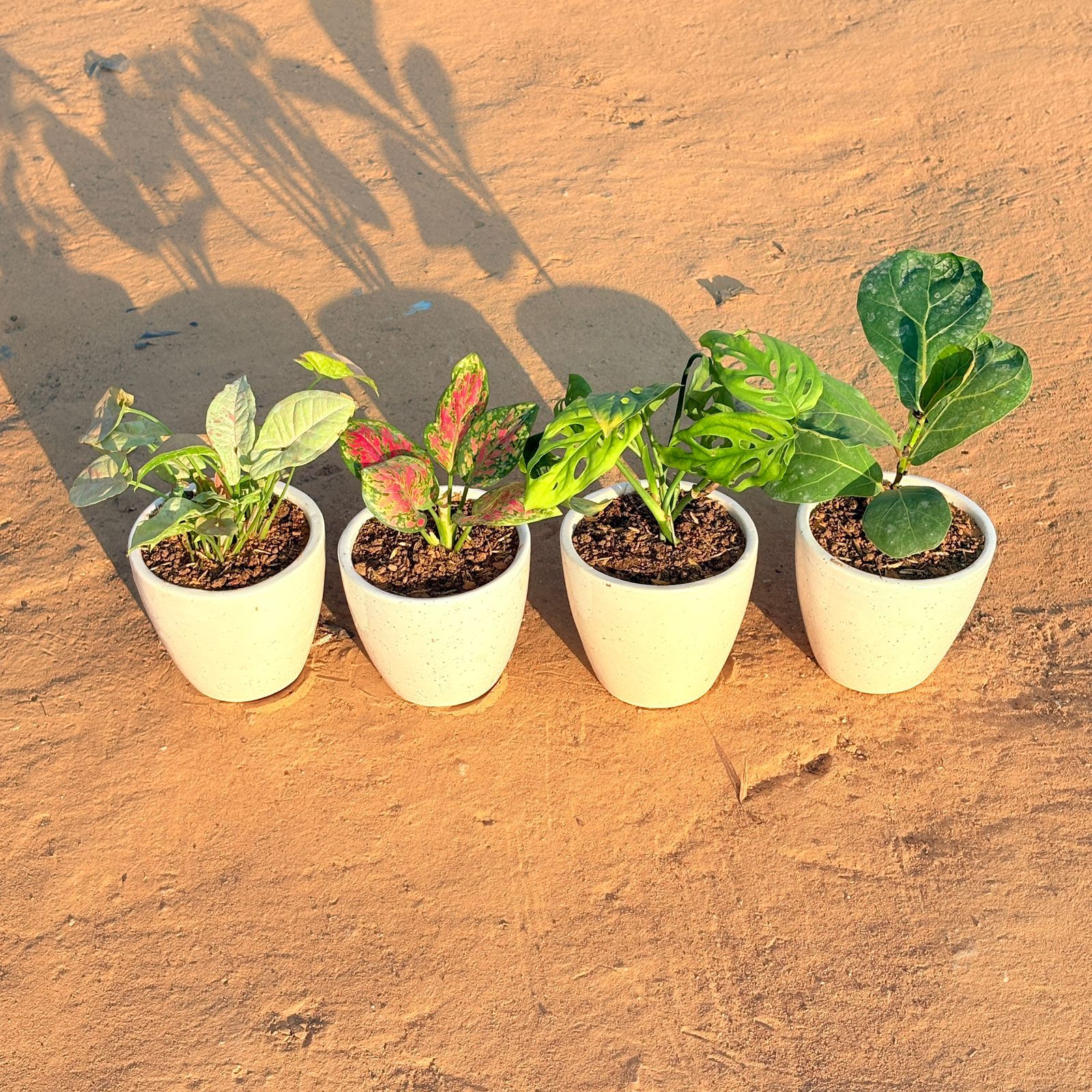 Set of 4 - Syngonium Candyfloss, Monstera Broken Heart, Fiddle Leaf Fig & Aglaonema Pink Dalmatian in 4 Inch Classy White Cup Ceramic Pot