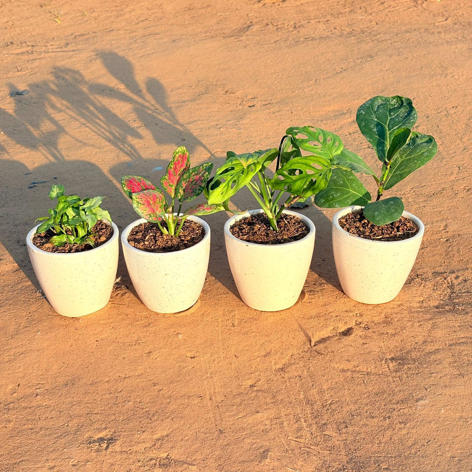 Set of 4 - Syngonium Green Arrowhead, Monstera Broken Heart, Fiddle Leaf Fig & Aglaonema Pink Dalmatian in 4 Inch Classy White Cup Ceramic Pot