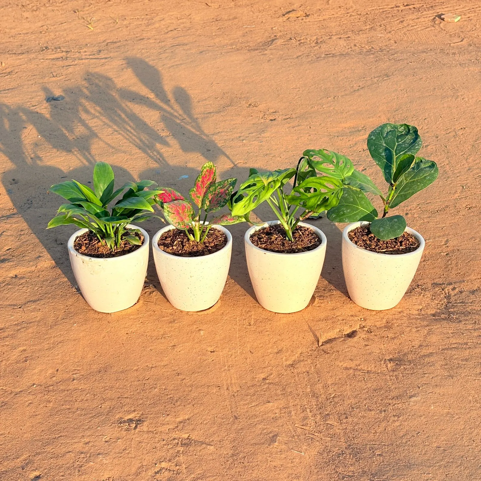 Set of 4 - Peace Lily, Monstera Broken Heart, Fiddle Leaf Fig & Aglaonema Pink Dalmatian in 4 Inch Classy White Cup Ceramic Pot