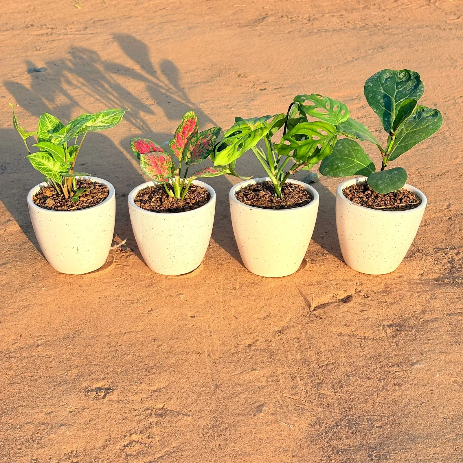 Set of 4 - Syngonium Alba Dwarf, Monstera Broken Heart, Fiddle Leaf Fig & Aglaonema Pink Dalmatian in 4 Inch Classy White Cup Ceramic Pot