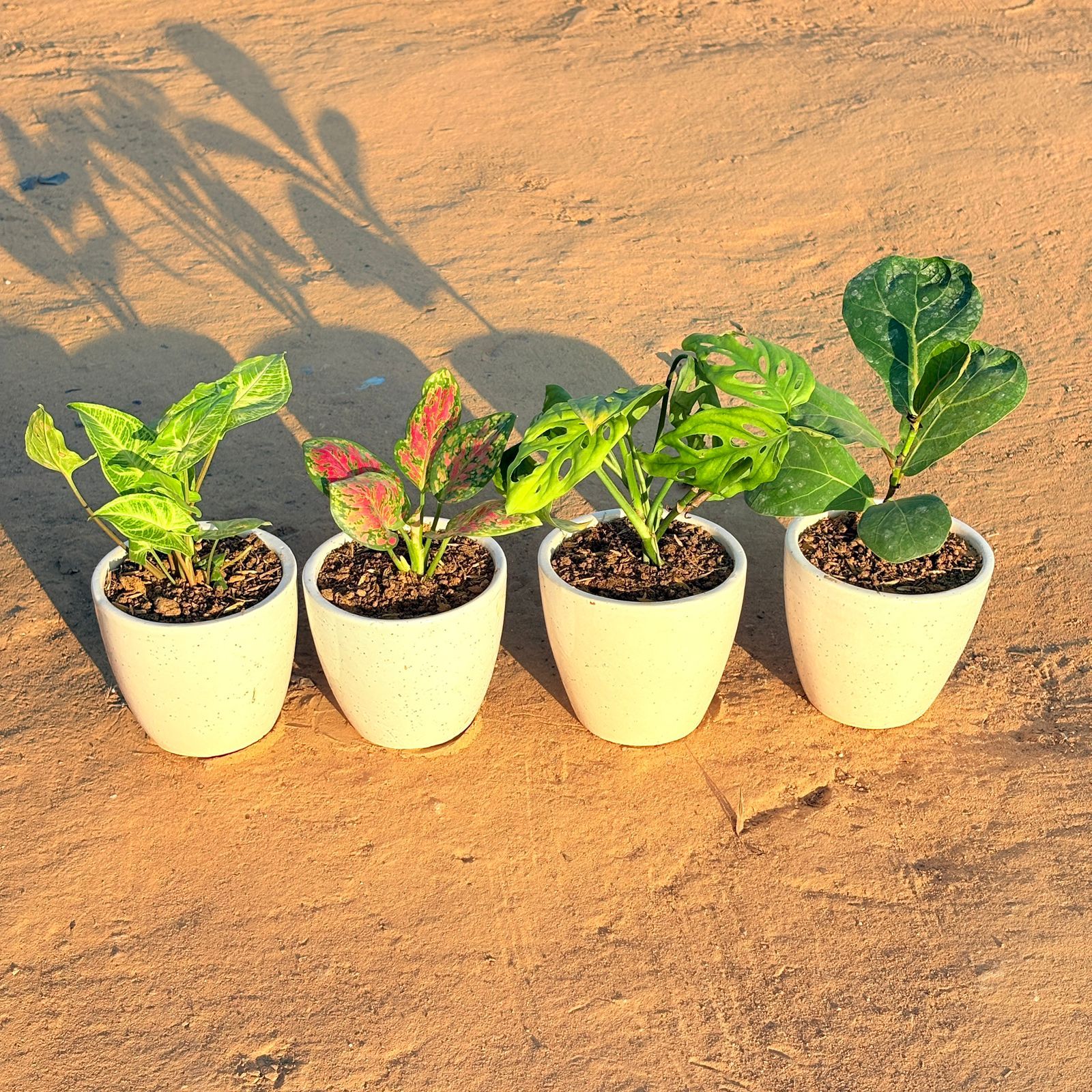 Set of 4 - Syngonium Alba Dwarf, Monstera Broken Heart, Fiddle Leaf Fig & Aglaonema Pink Dalmatian in 4 Inch Classy White Cup Ceramic Pot