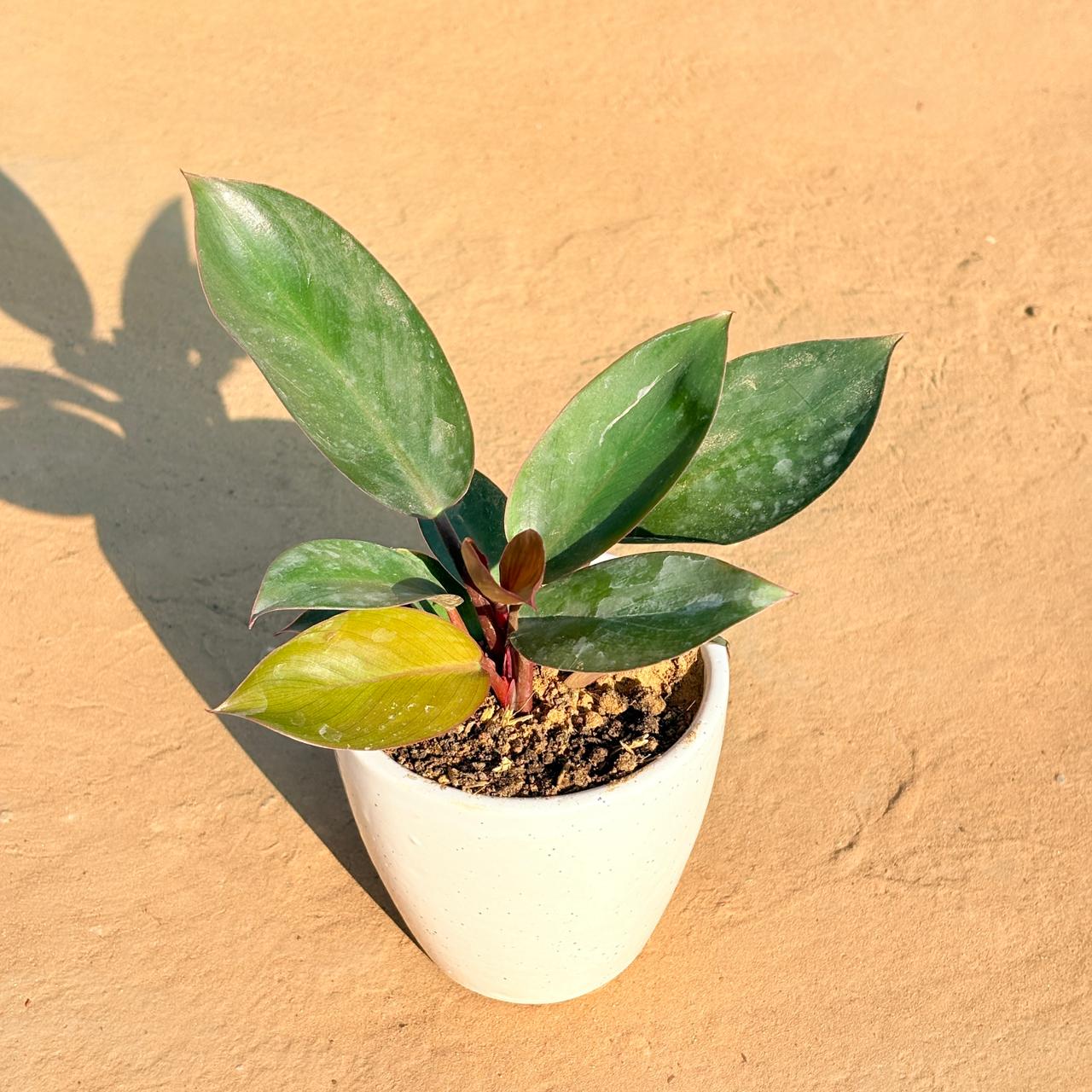 Philodendron Red in 4 Inch Classy White Cup Ceramic Pot