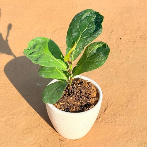Fiddle Leaf Fig in 4 Inch Live Plant Classy White Cup Ceramic Pot