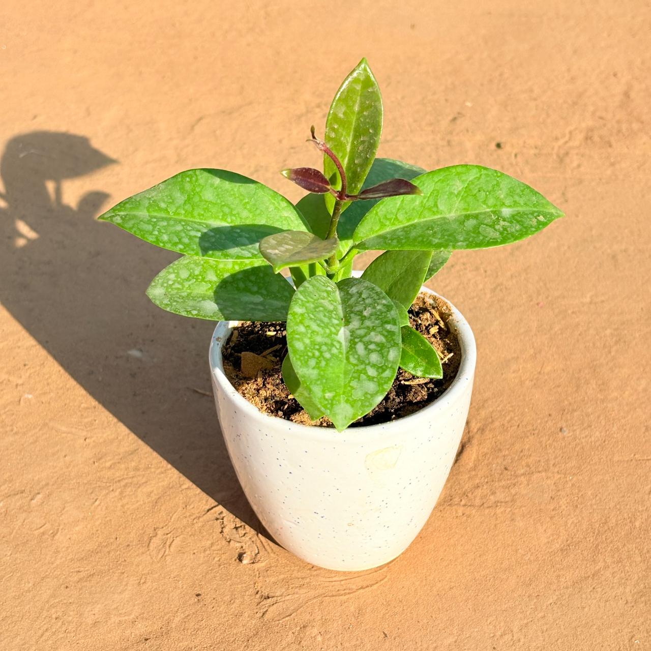 Hoya Carnosa in 4 Inch Classy White Cup Ceramic Pot