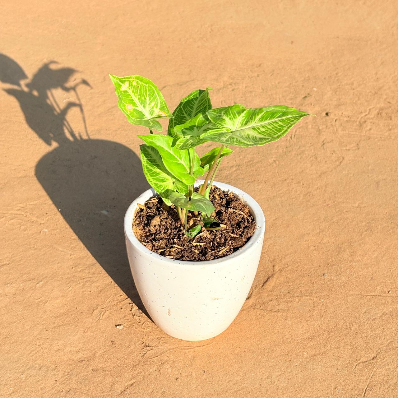 Syngonium Alba Dwarf in 4 Inch Classy White Cup Ceramic Pot