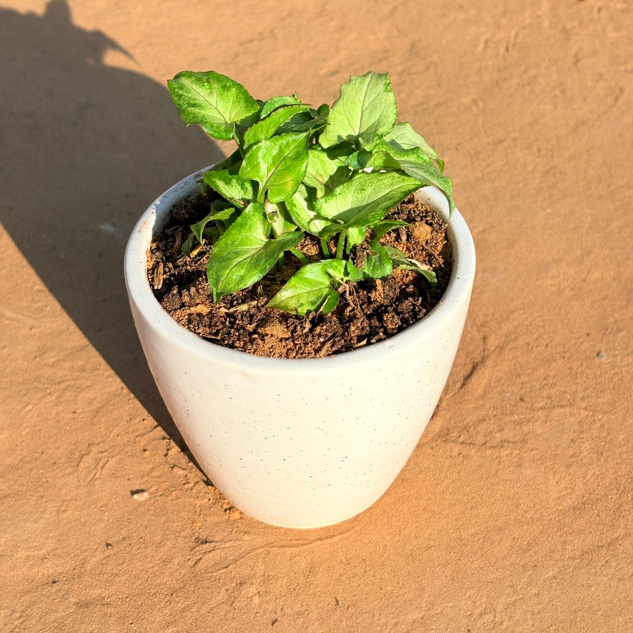 Syngonium Green Arrowhead in 4 Inch Classy White Cup Ceramic Pot