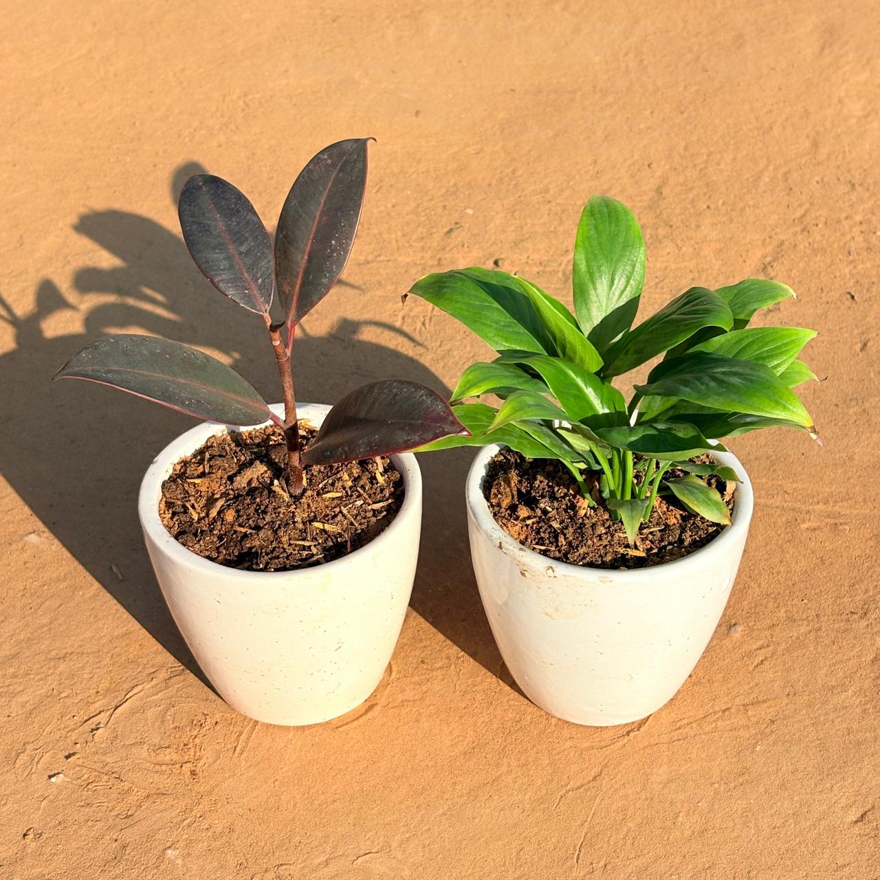 Set of 2 - Peace Lily & Rubber Black in 4 Inch Classy White Cup Ceramic Pot