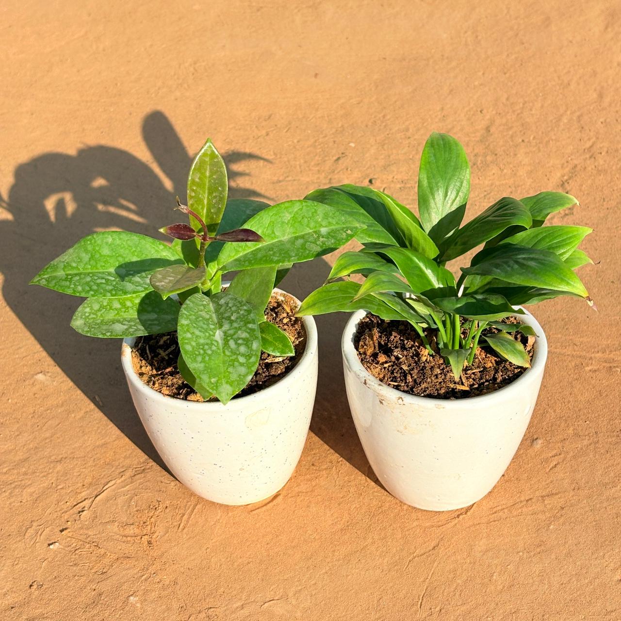 Set of 2 - Hoya Carnosa & Peace Lily in 4 Inch Classy White Cup Ceramic Pot