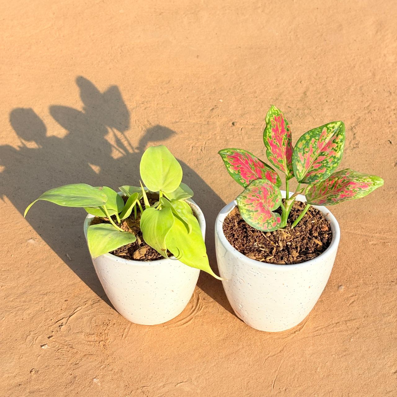 Set of 2 - Golden Money Plant & Aglaonema Pink Dalmatian in 4 Inch Classy White Cup Ceramic Pot