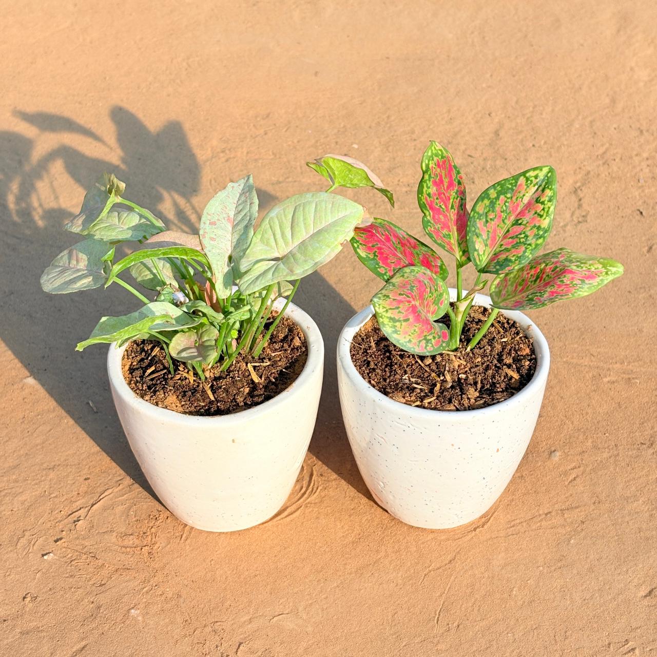 Set of 2 - Syngonium Candyfloss & Aglaonema Pink Dalmatian in 4 Inch Classy White Cup Ceramic Pot