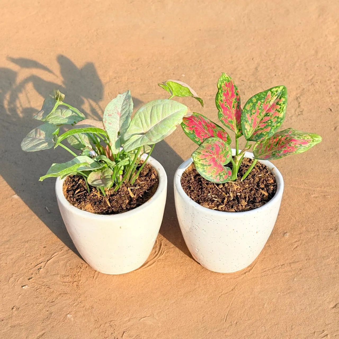 Set of 2 - Syngonium Candyfloss & Aglaonema Pink Dalmatian in 4 Inch Classy White Cup Ceramic Pot