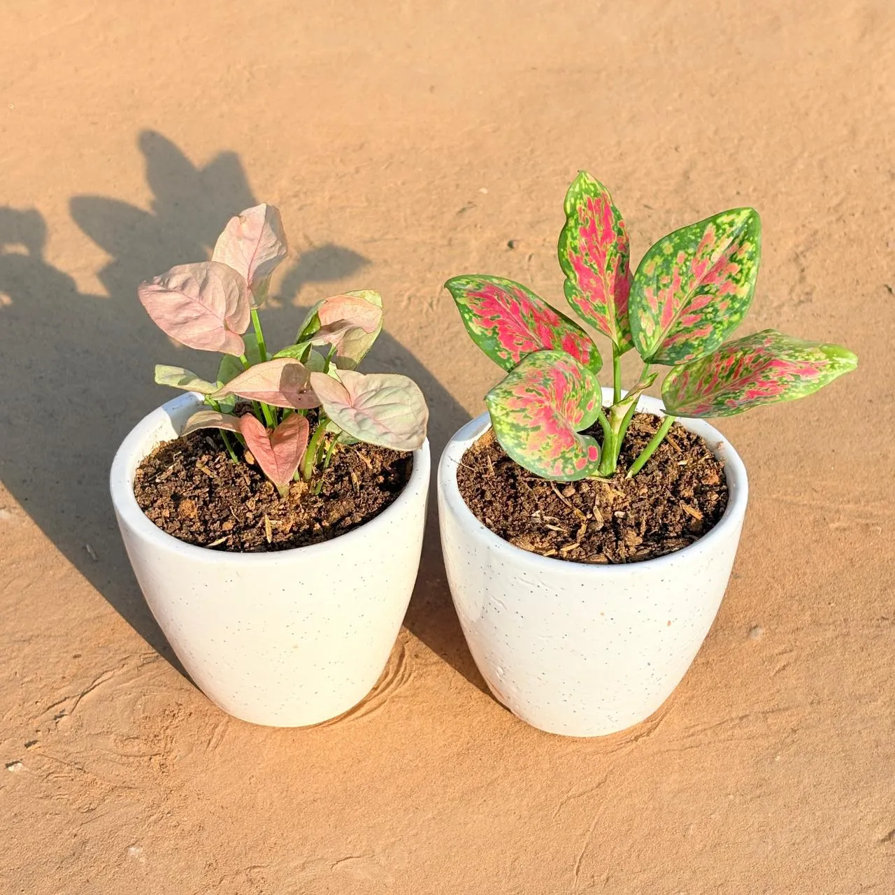Set of 2 - Syngonium Pink & Aglaonema Pink Dalmatian in 4 Inch Classy White Cup Ceramic Pot