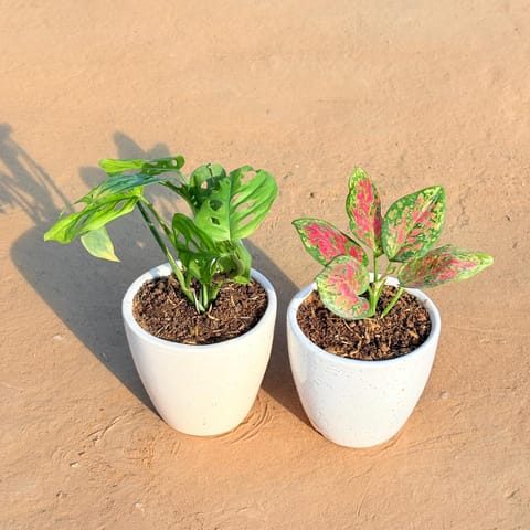 Set of 2 - Monstera Broken Heart & Aglaonema Pink Dalmatian in 4 Inch Classy White Cup Ceramic Pot
