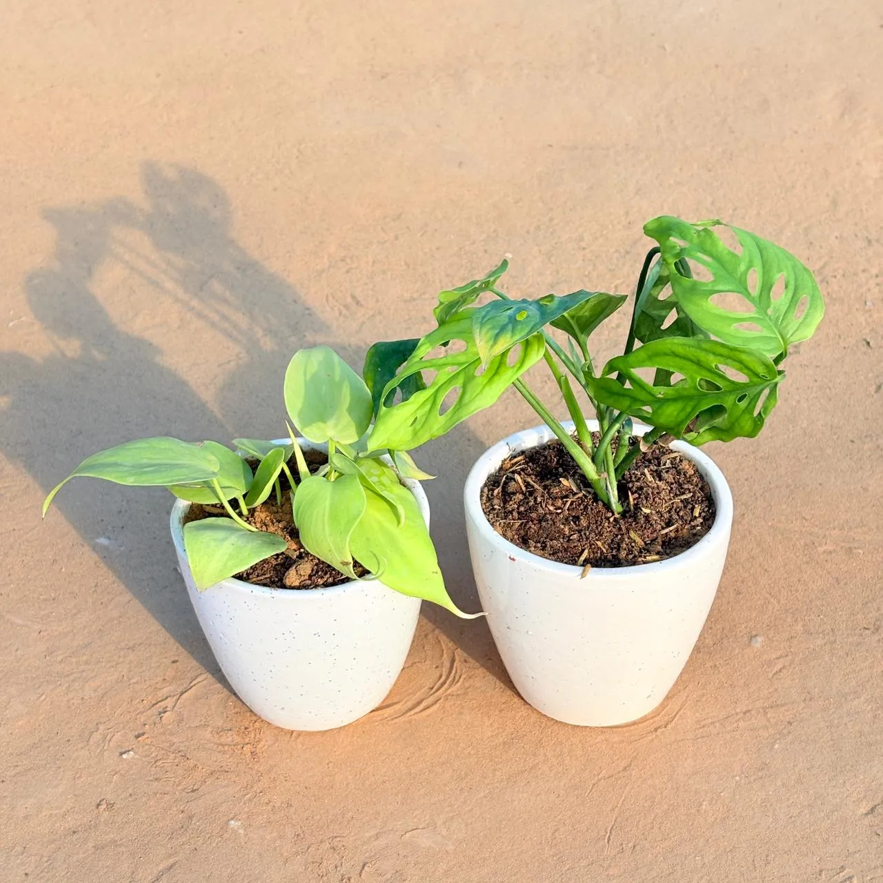 Set of 2 - Golden Money Plant & Monstera Broken Heart in 4 Inch Classy White Cup Ceramic Pot