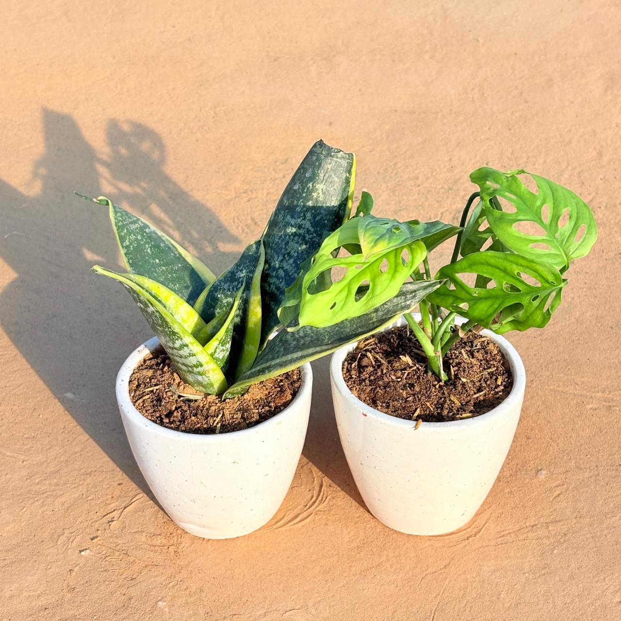 Set of 2 - Snake Yellow & Monstera Broken Heart in 4 Inch Classy White Cup Ceramic Pot