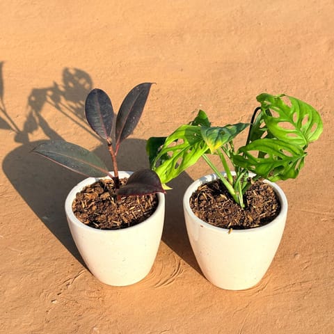 Set of 2 - Rubber Black & Monstera Broken Heart in 4 Inch Live Plant Classy White Cup Ceramic Pot