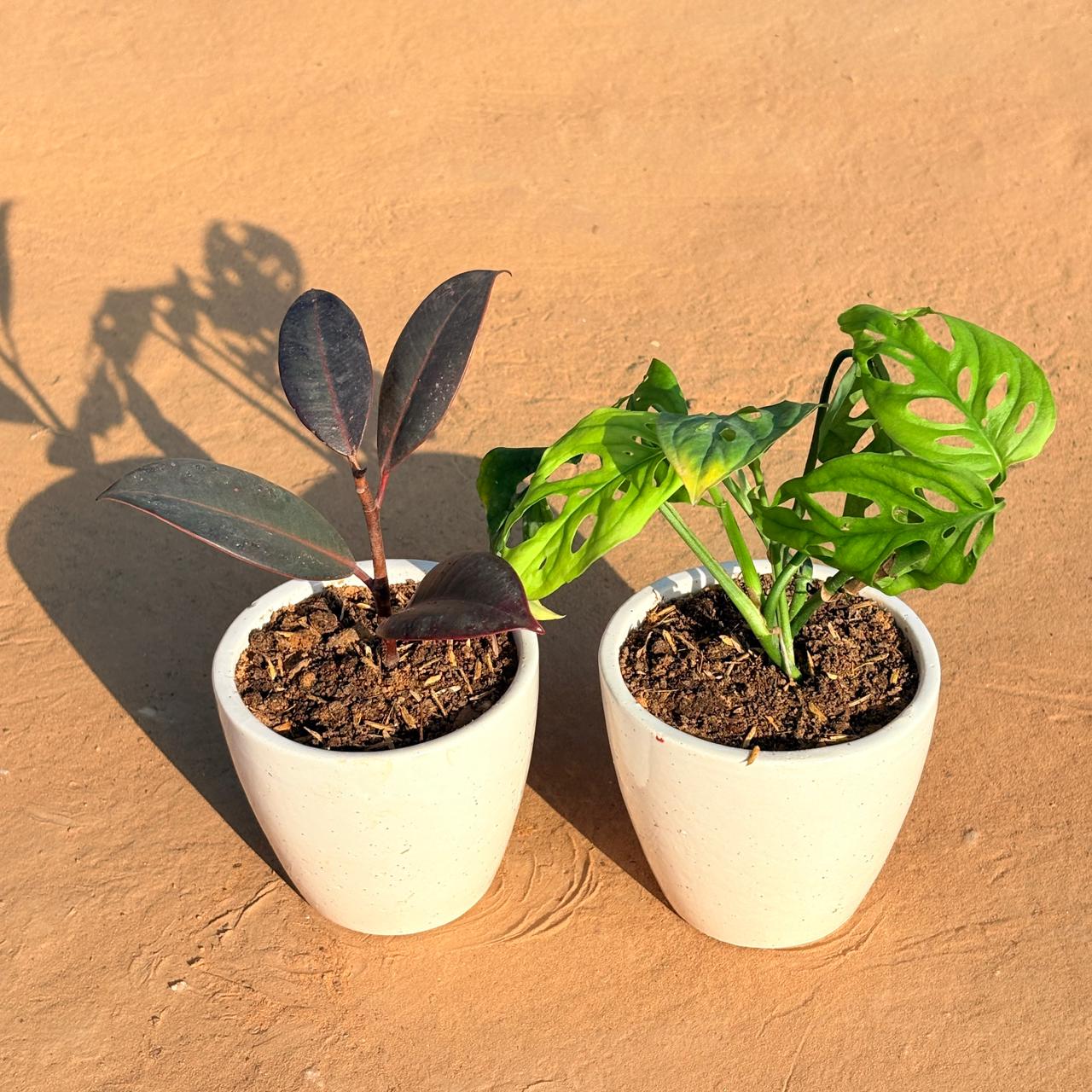Set of 2 - Rubber Black & Monstera Broken Heart in 4 Inch Classy White Cup Ceramic Pot