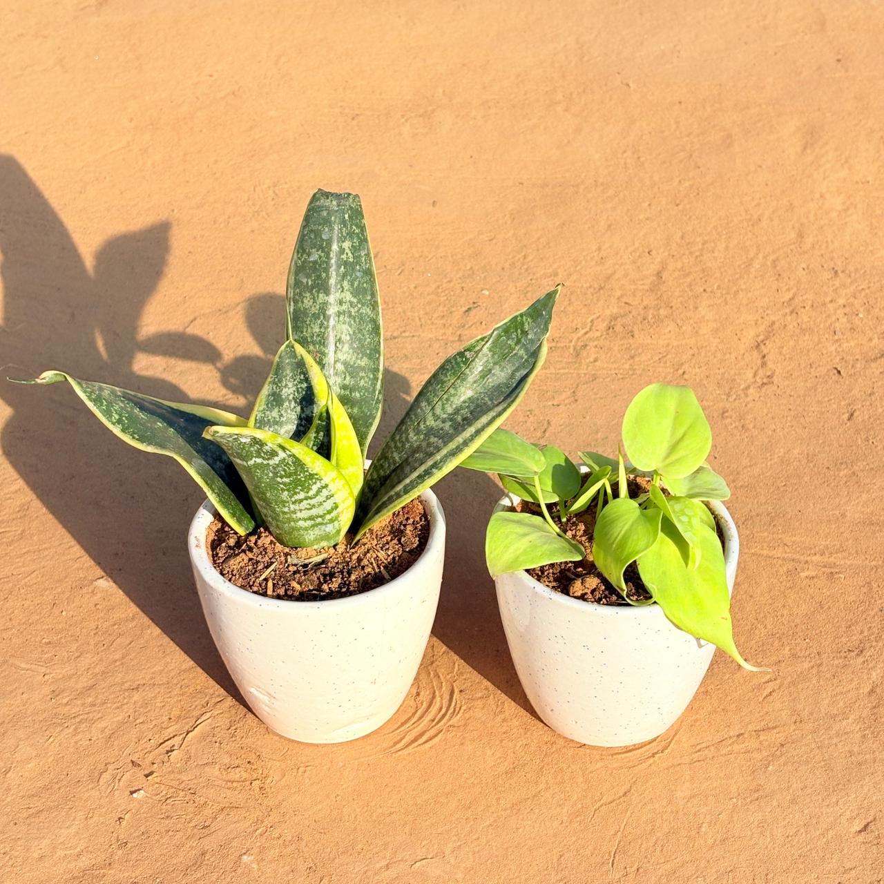 Set of 2 - Snake Yellow & Golden Money Plant in 4 Inch Classy White Cup Ceramic Pot