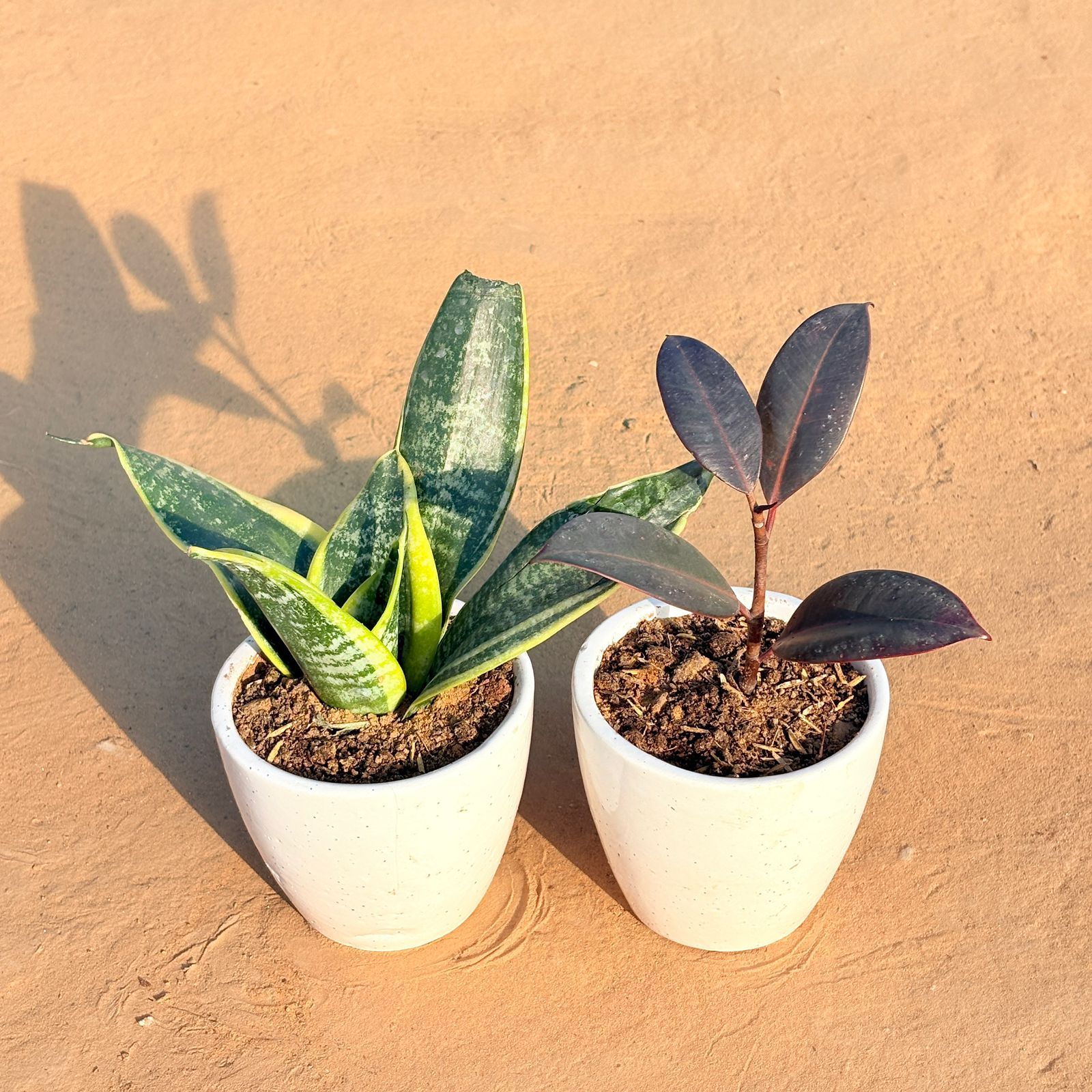 Set of 2 - Snake Yellow & Rubber Black in 4 Inch Classy White Cup Ceramic Pot