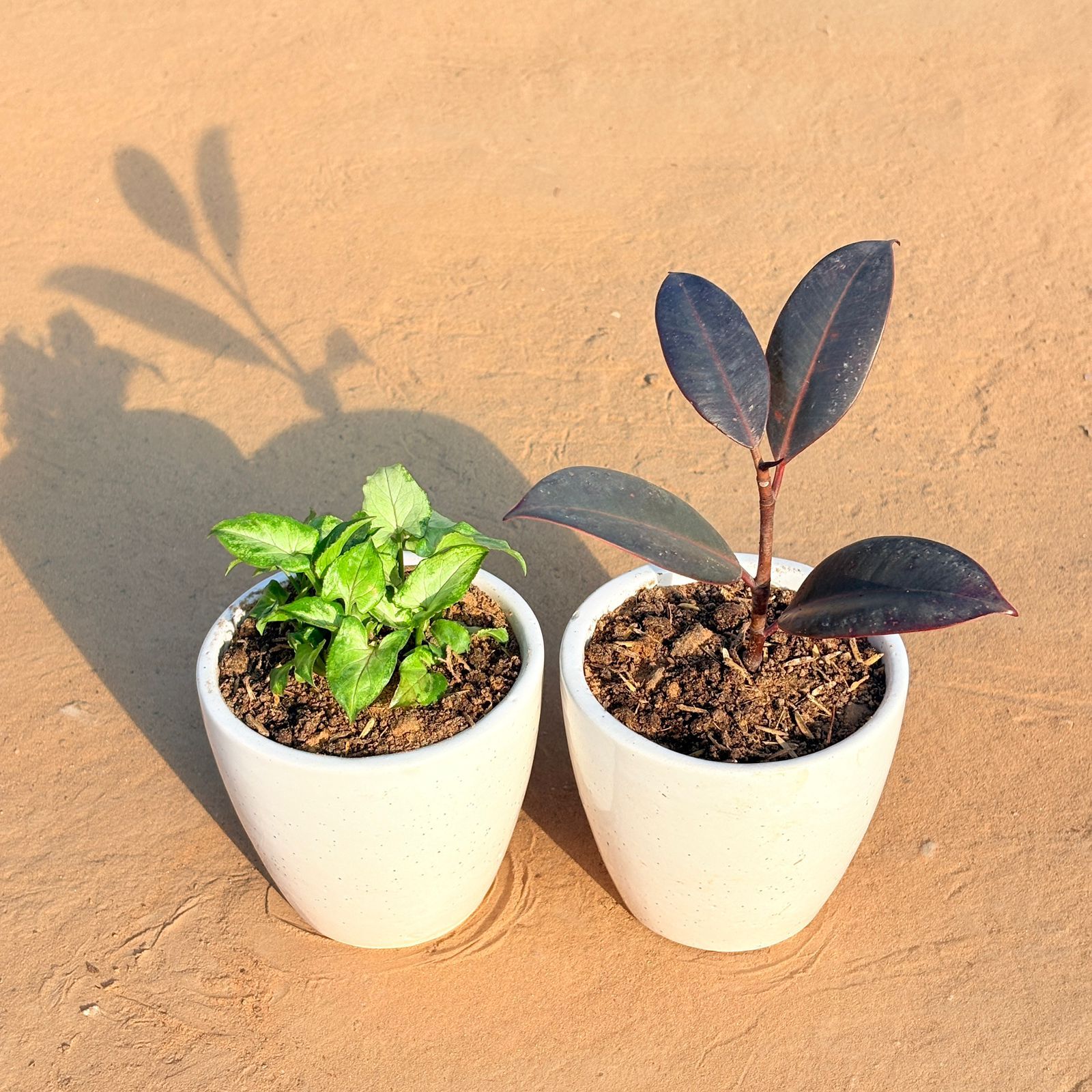 Set of 2 - Syngonium Green Arrowhead & Rubber Black in 4 Inch Classy White Cup Ceramic Pot