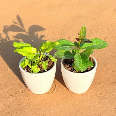 Set of 2 - Xanadu Golden & Hoya Carnosa in 4 Inch Classy White Cup Ceramic Pot