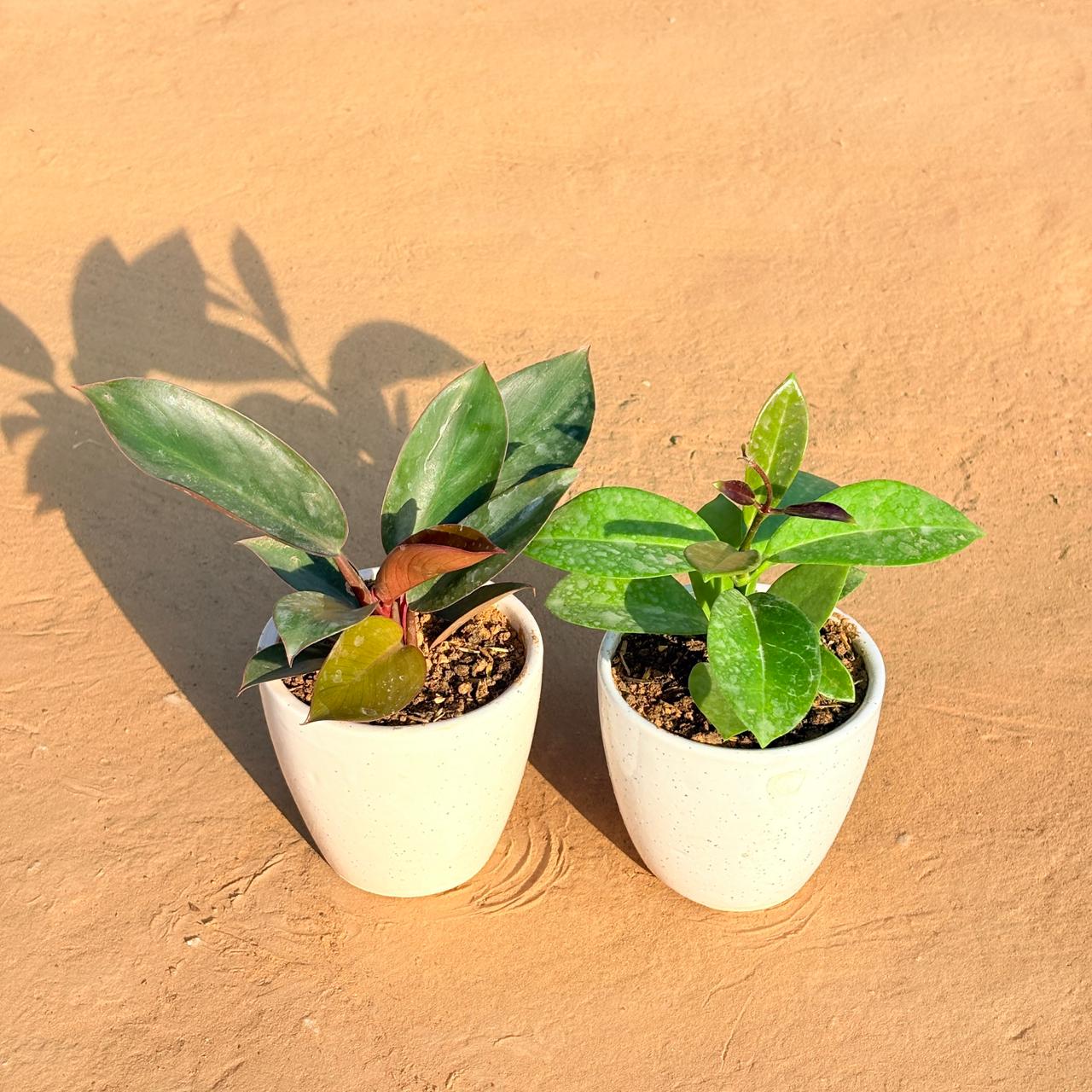 Set of 2 - Philodendron Red & Hoya Carnosa in 4 Inch Classy White Cup Ceramic Pot