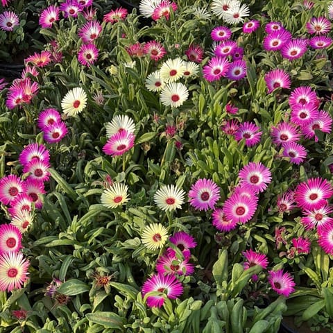 Ice plant (any colour) in 6 Inch Black Super Nursery Pot