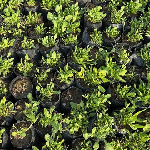 Set of 5 - Palak Spinach Plant in 4 Inch Nursery Bag