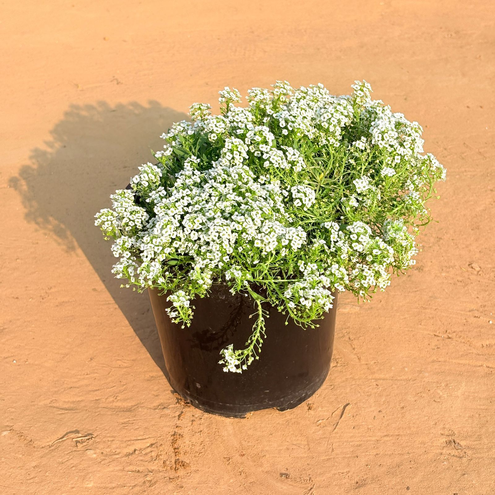 Alyssum (any color) in 6 Inch Nursery Pot