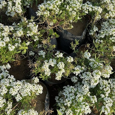 Set of 3 - Alyssum White in 4 Inch Nursery Bag