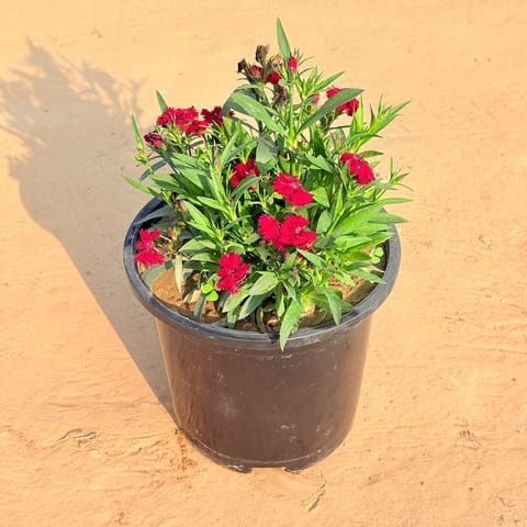 Dianthus (any colour) in 6 Inch Nursery Pot