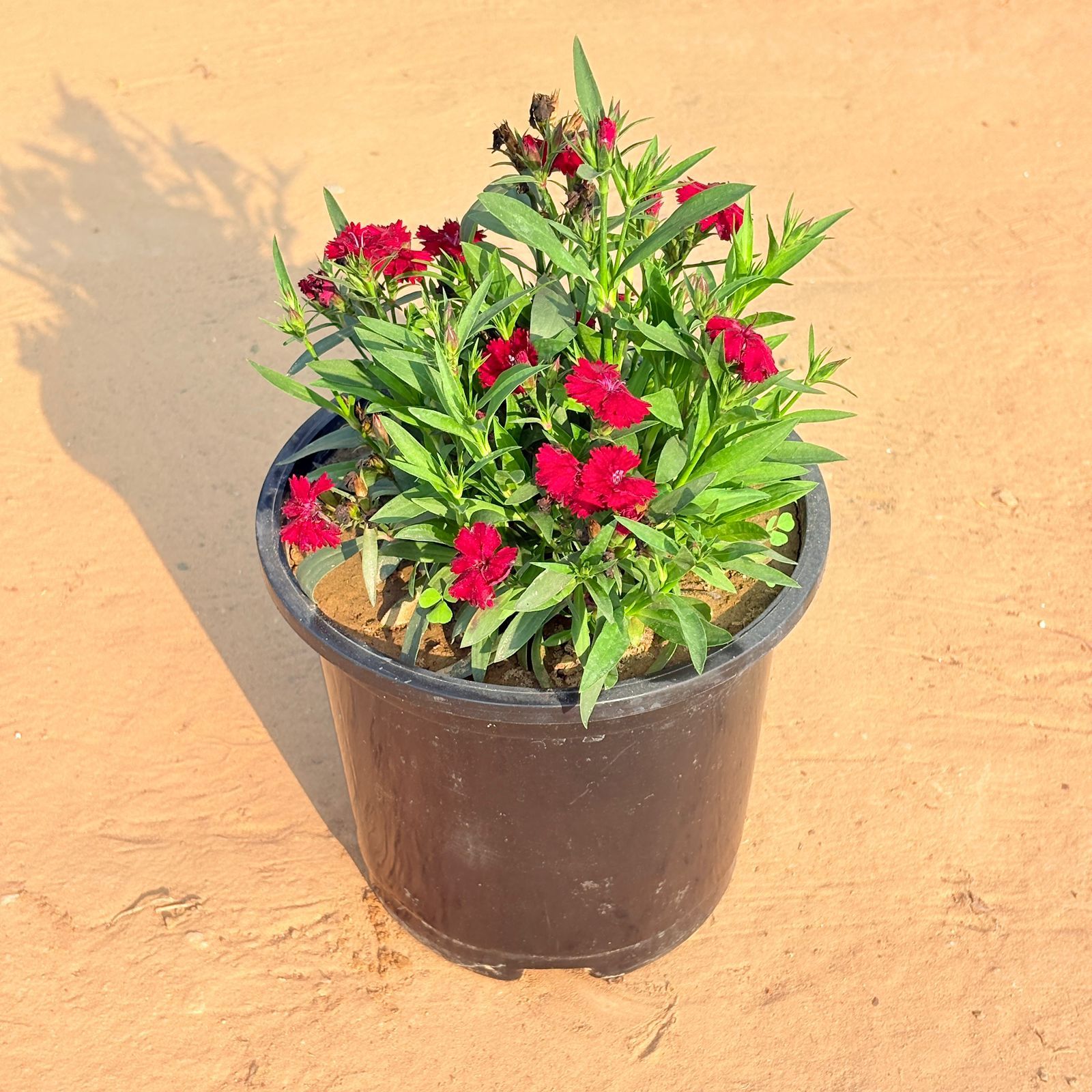 Dianthus (any colour) in 6 Inch Nursery Pot
