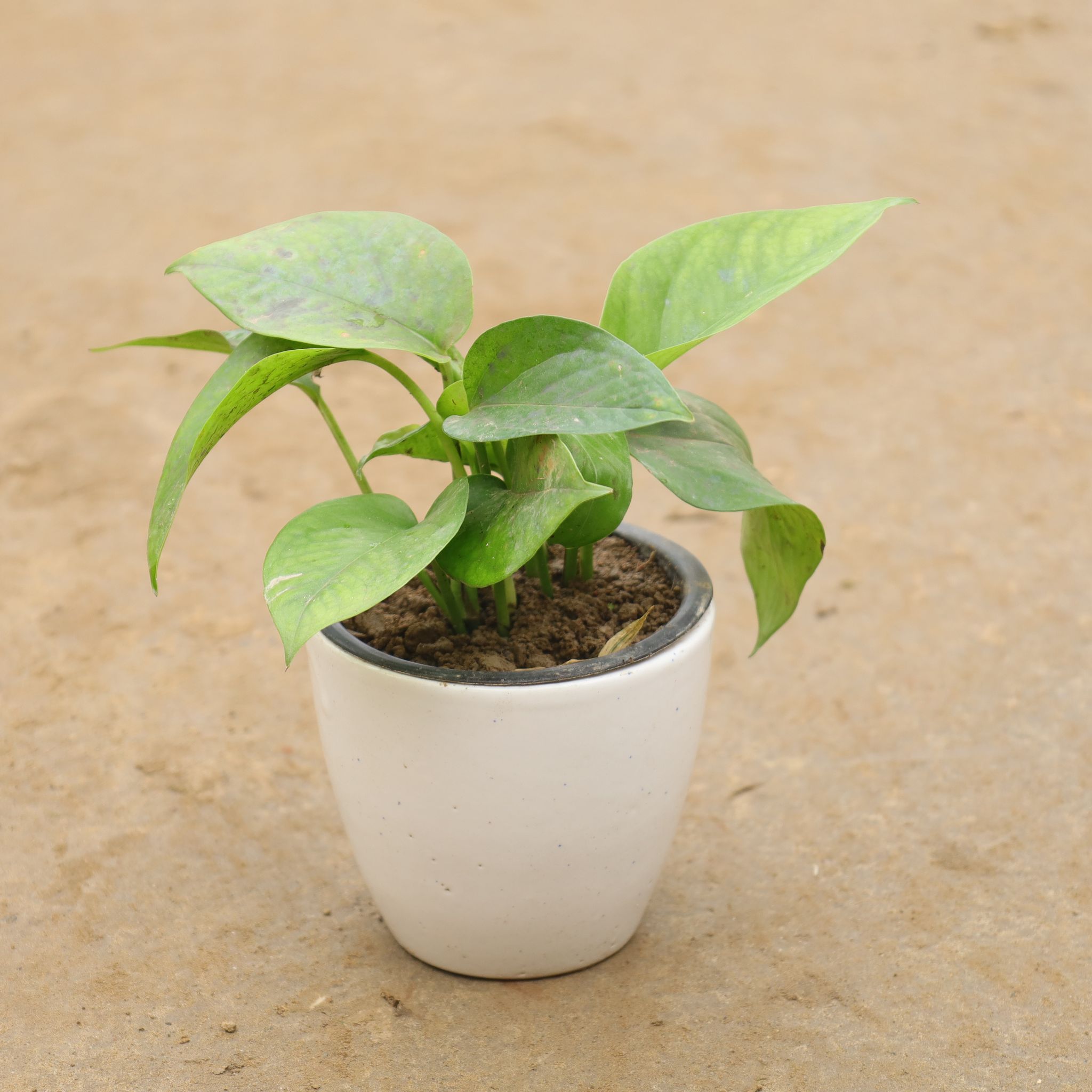 Money Plant Green in 4 Inch Classy Ceramic Pot
