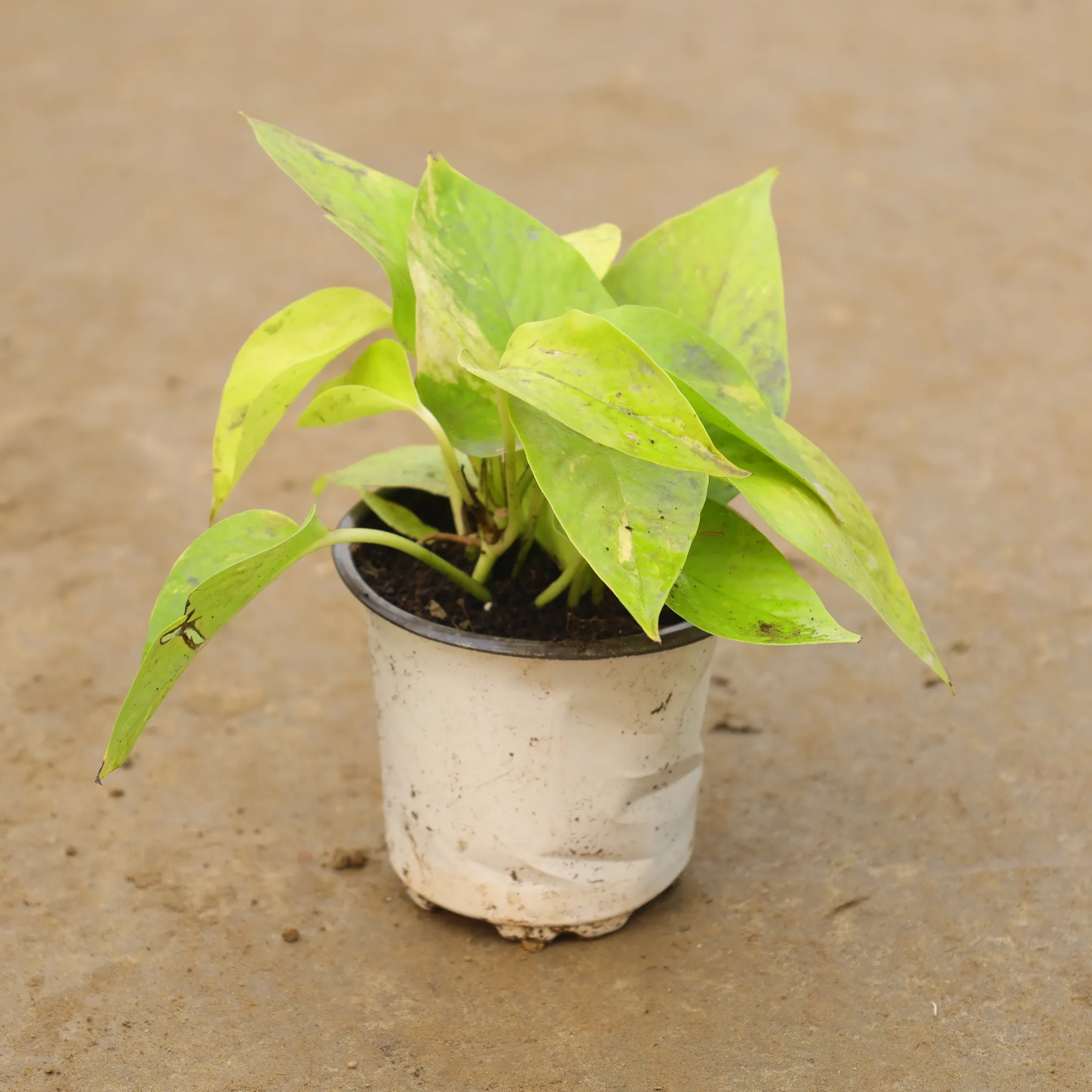 Money Plant Golden in 4 Inch Nursery Pot