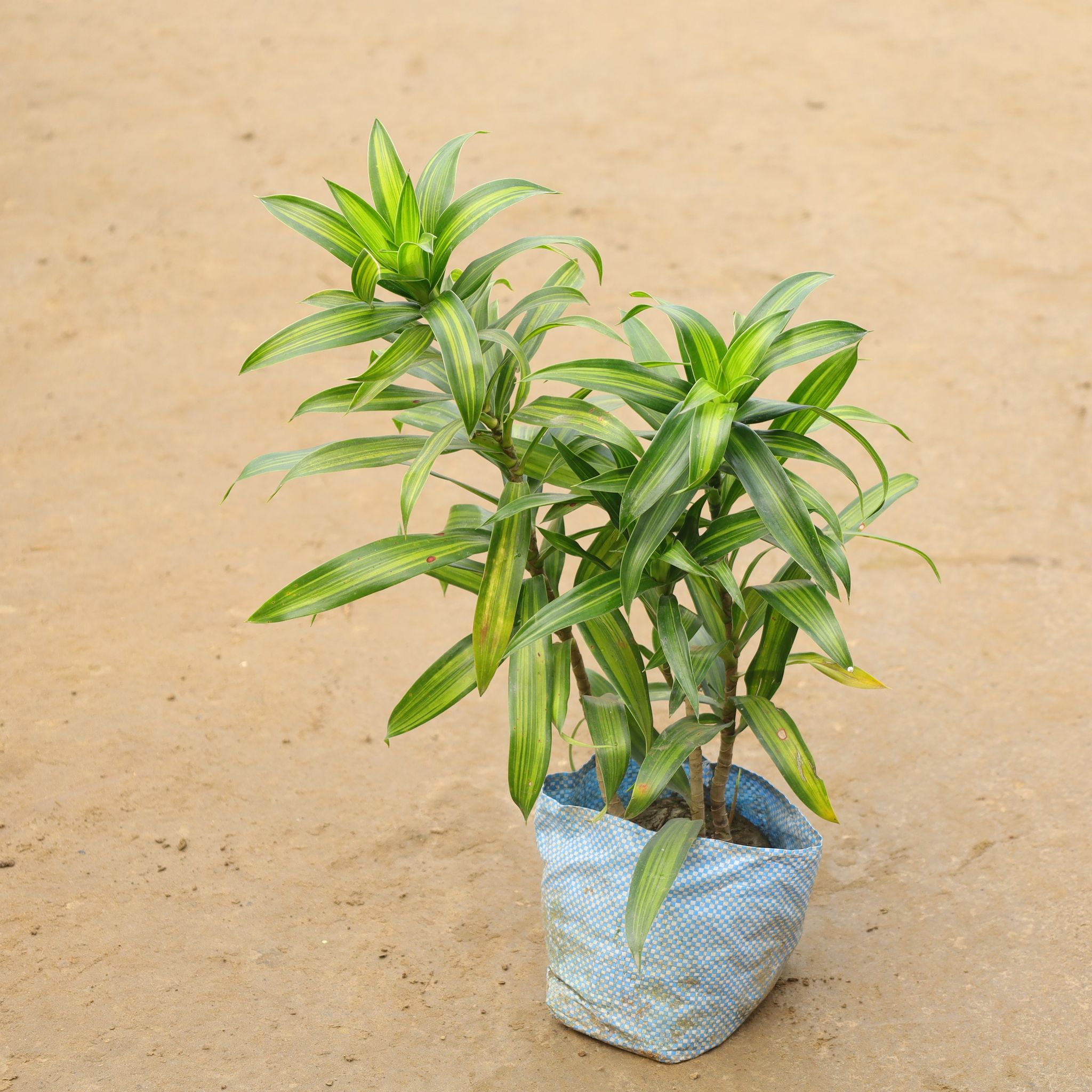 Dracaena Messenger Green in 6 Inch Nursery Bag