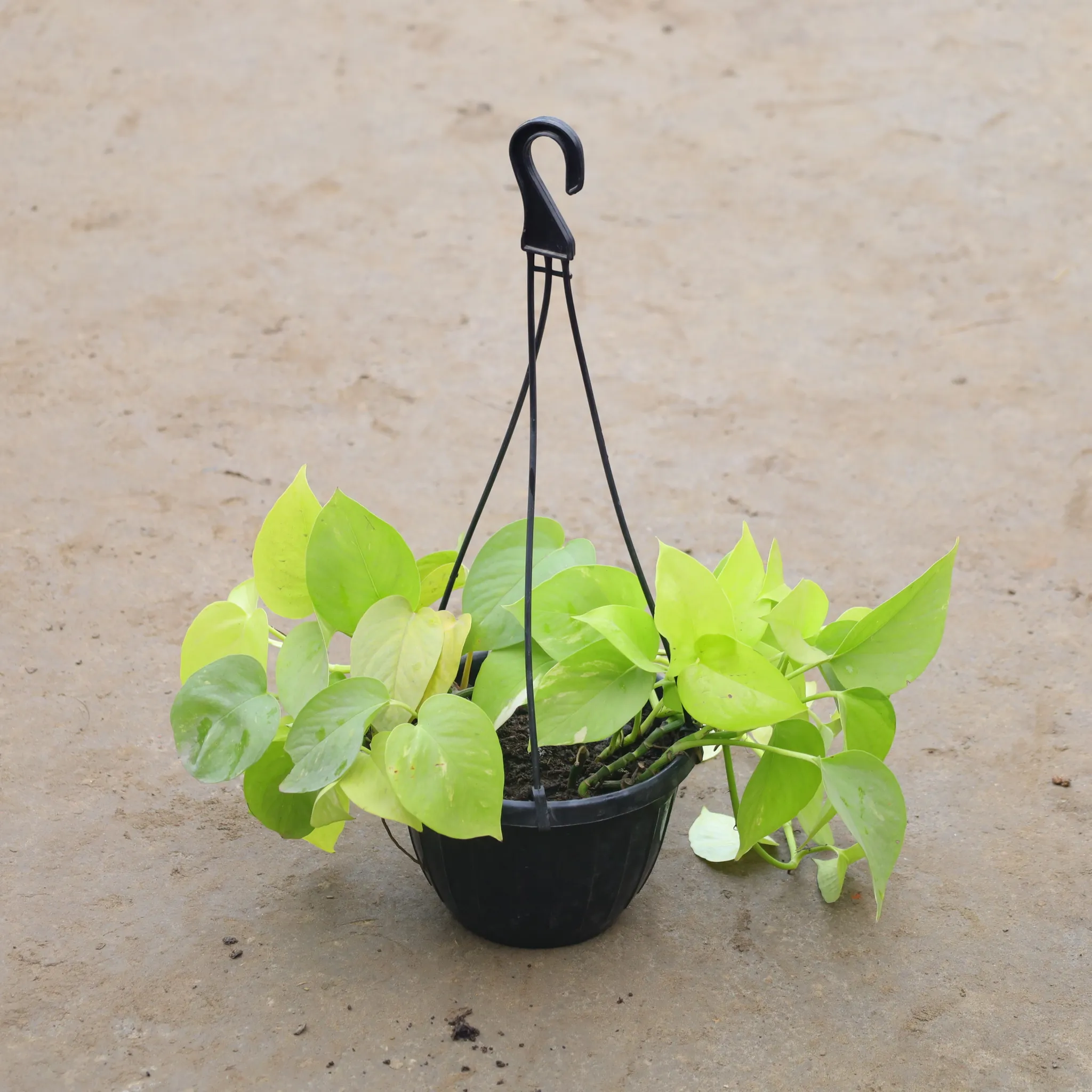 Money Plant Golden in 8 Inch Hanging Plastic Pot (Any Colour)