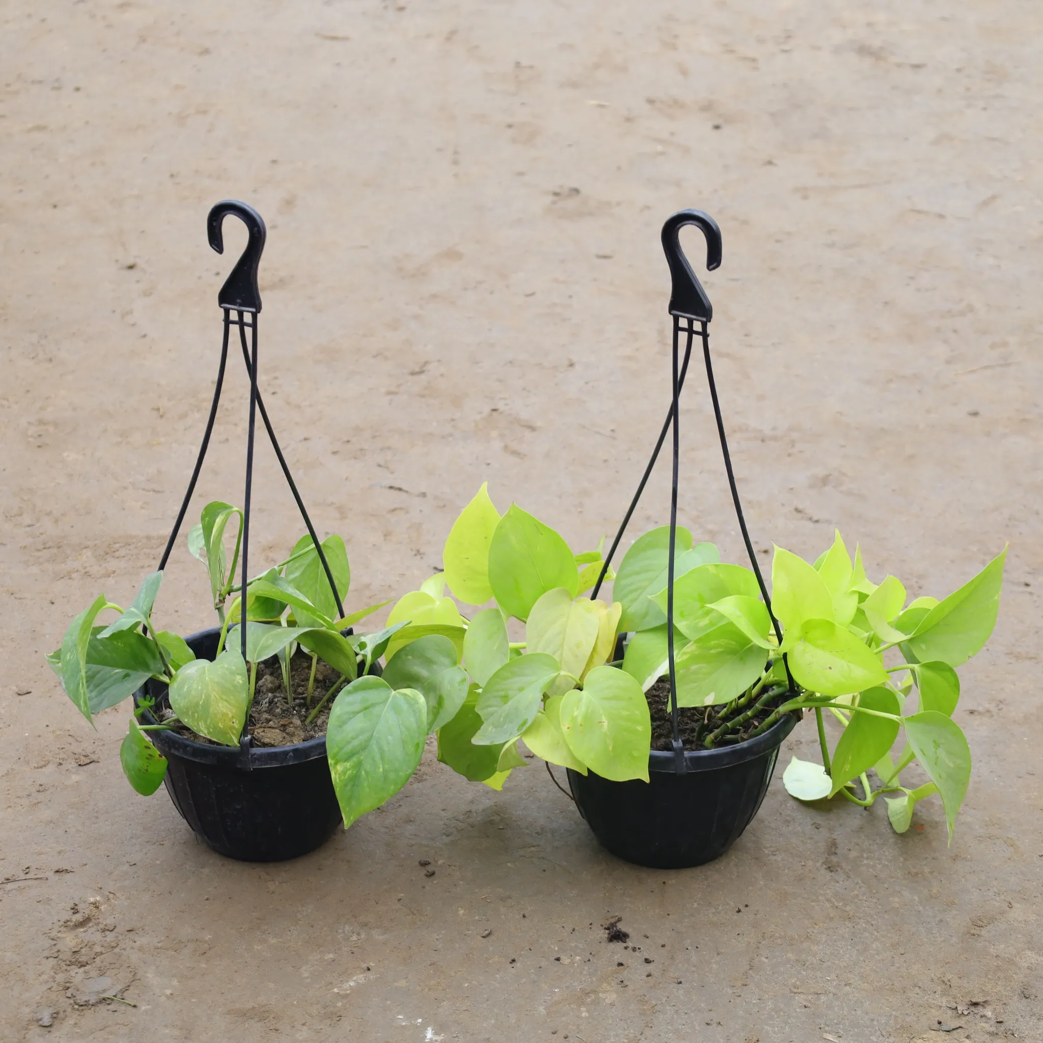 Set Of 2 - Golden & Green Money Plant in 8 Inch Hanging Plastic Pot (Any Colour)
