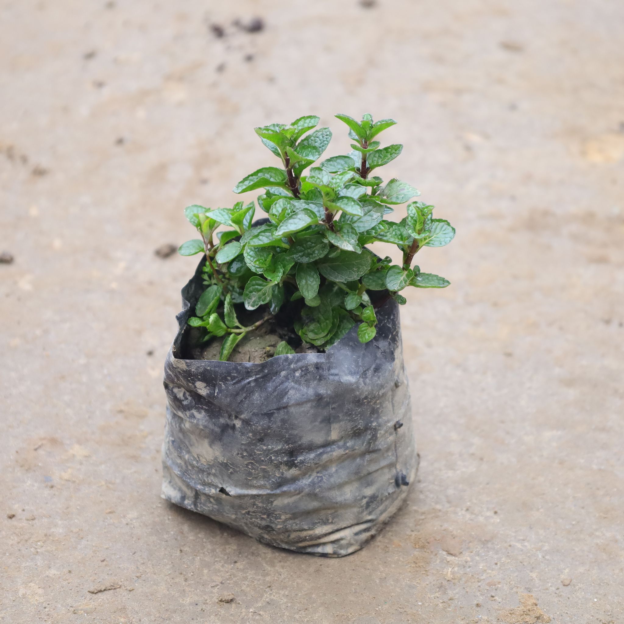 Mint / Pudina in 4 Inch Nursery Bag