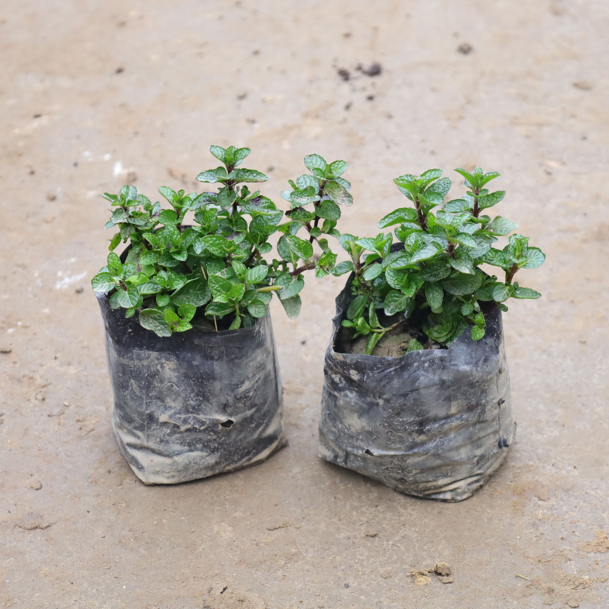 Set Of 2 - Mint / Pudina in 4 Inch Nursery Bag
